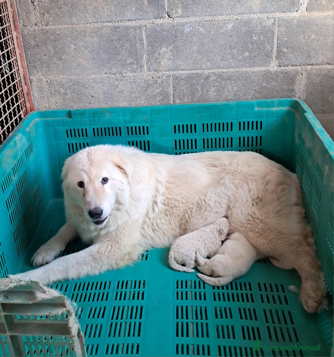 Pastore Maremmano cani in vendita: cuccioli di pastore Abruzzese  - Annuncio 15