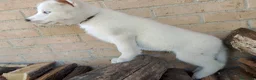 Husky cani in vendita: Siberian husky  - Annuncio 21