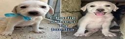 Meticcio cani in regalo: TROPPI CUCCIOLI SOLI IN RIFUGIO  a Provincia di Verona - Annuncio 5