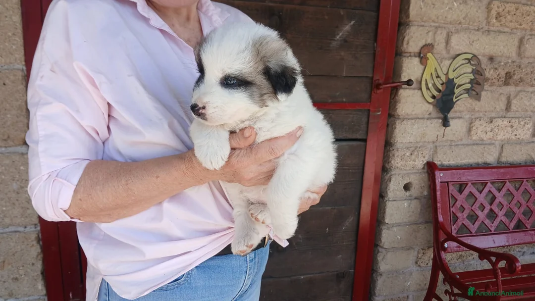 Meticcio cani in regalo: LA CUCCIOLA SVEVA CERCA LA SUA MAMMA - Annuncio 4