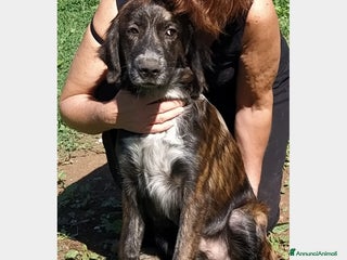 Meticcio cani Delizioso rocky a Roma - Annuncio 7