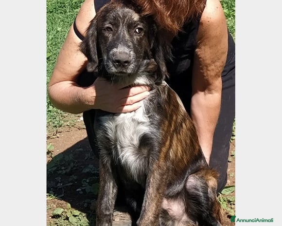 Meticcio cani a Roma - Annuncio 1