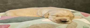 Golden Retriever 2