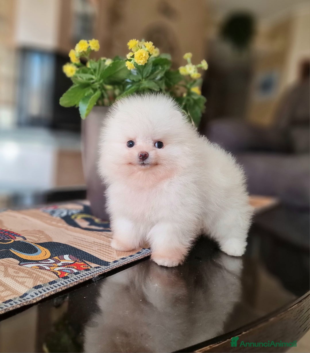 Spitz cani in vendita: Spitz tedesco NANO ( POMERANIA  ) a Provincia di Monza e della Brianza - Annuncio 12