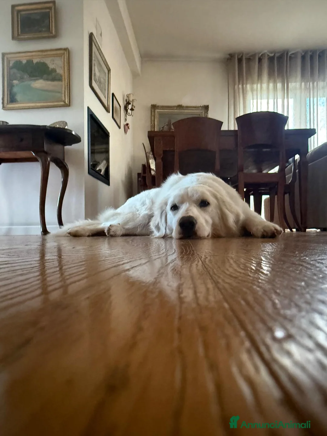 Meticcio cani in regalo: Creamy dolce cucciola in cerca di casa a Provincia di Como - Annuncio 2