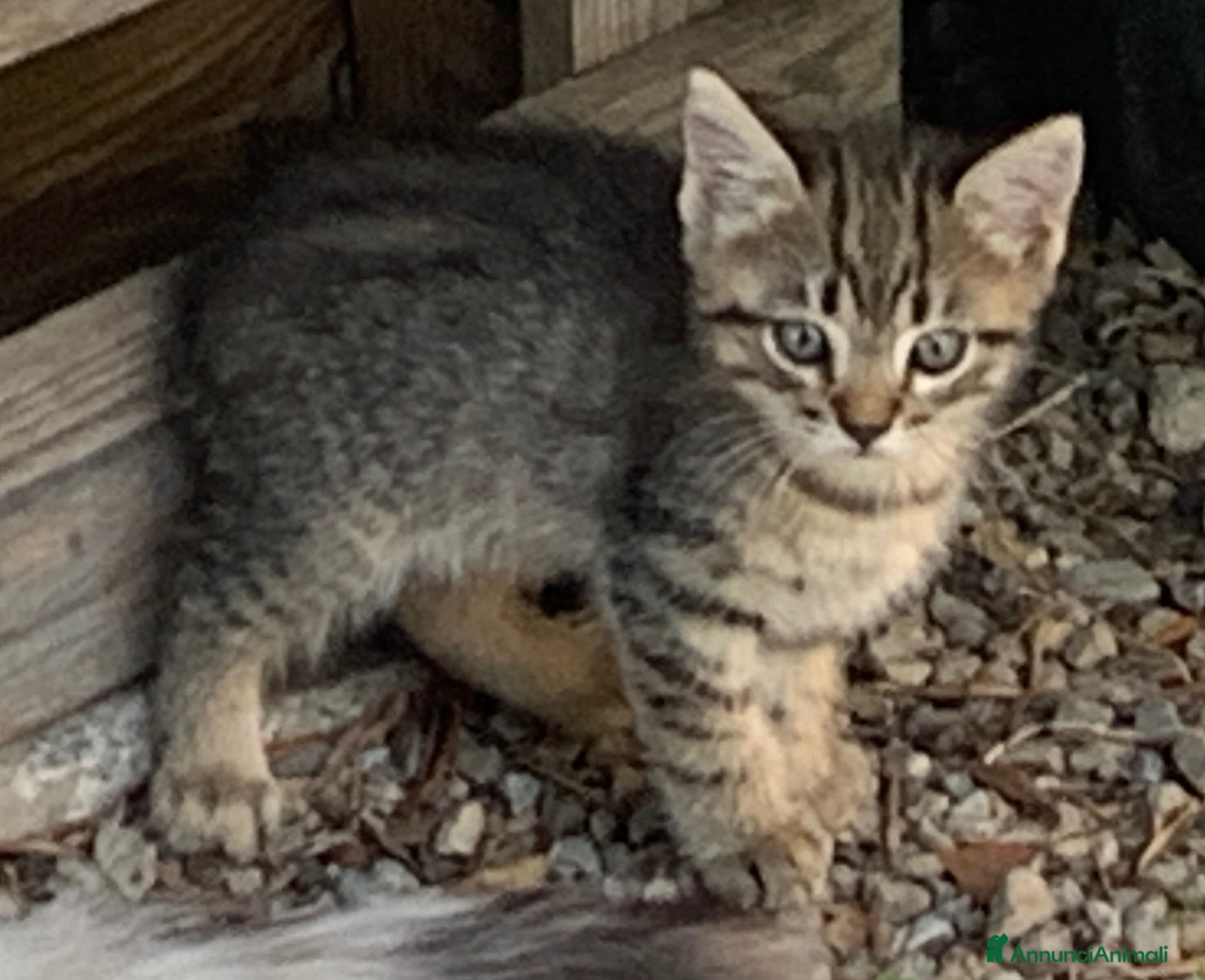 Europeo gatti Gattini per adozione  - Annuncio 19