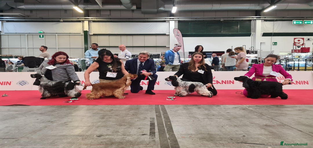 Immagine della galleria {{count}}