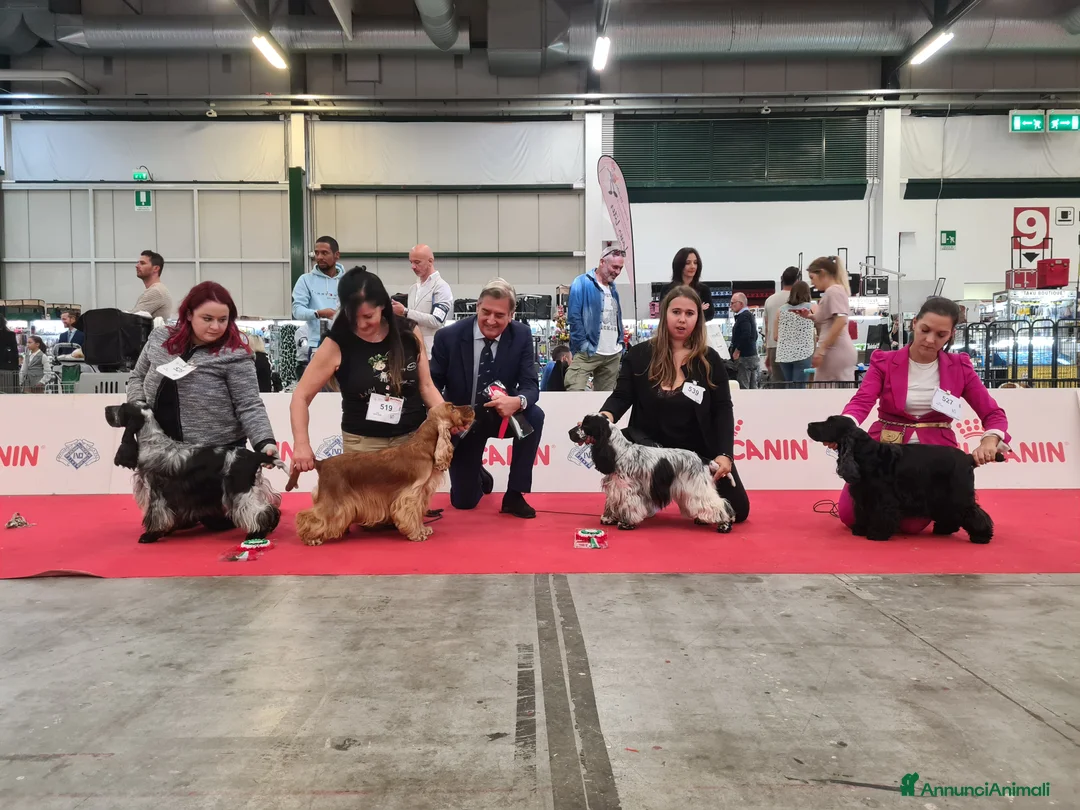 Immagine della galleria {{count}}