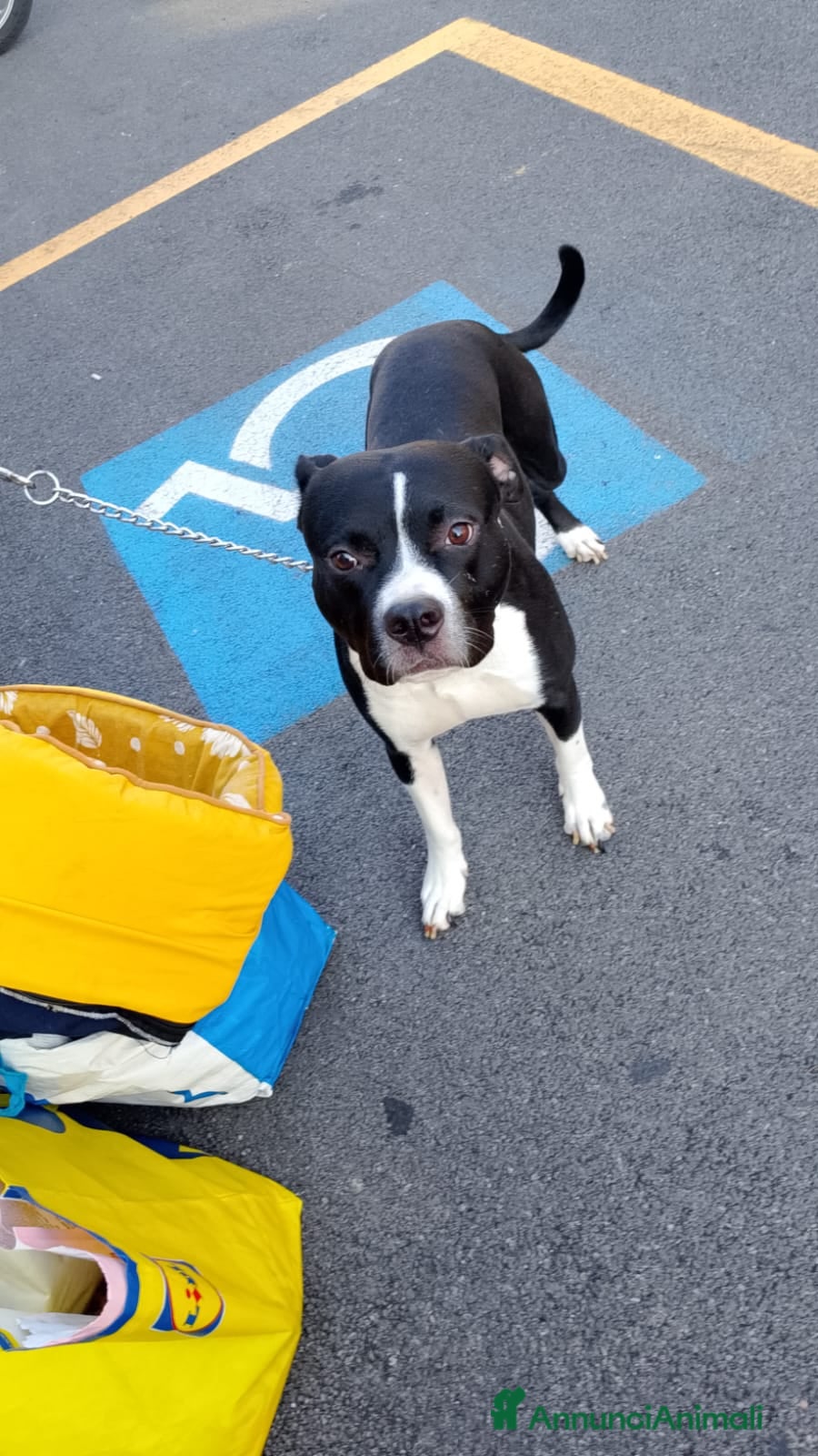 Pitbull cani Pitbull di 3 anni - Annuncio 28