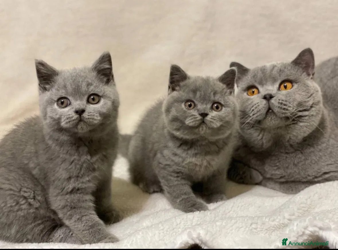 British gatti British Shorthair  - Annuncio 23