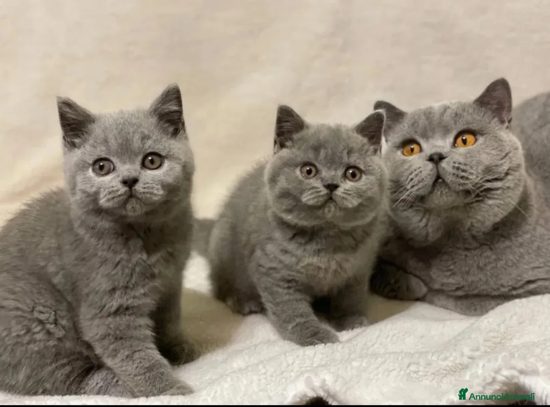 British gatti in vendita: British Shorthair  - Annuncio 1