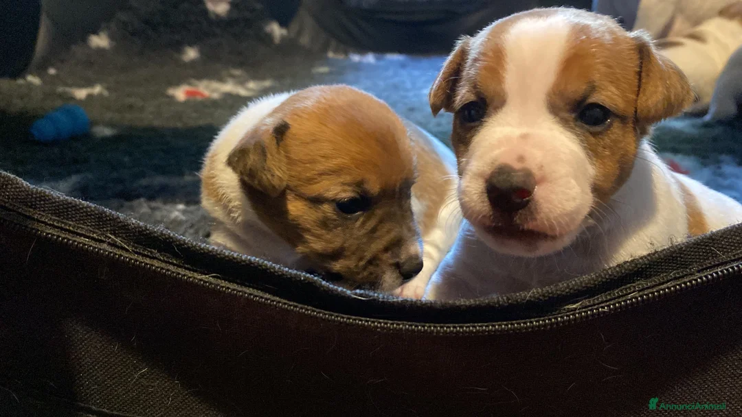 Jack Russell cani in vendita: Jack Russell terrier pelo corto femmina pedigree - Annuncio 12