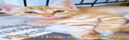 Europeo gatti in regalo: PAPRIKA E BENNY GATTINI DOLCISSIMI  - Annuncio 2