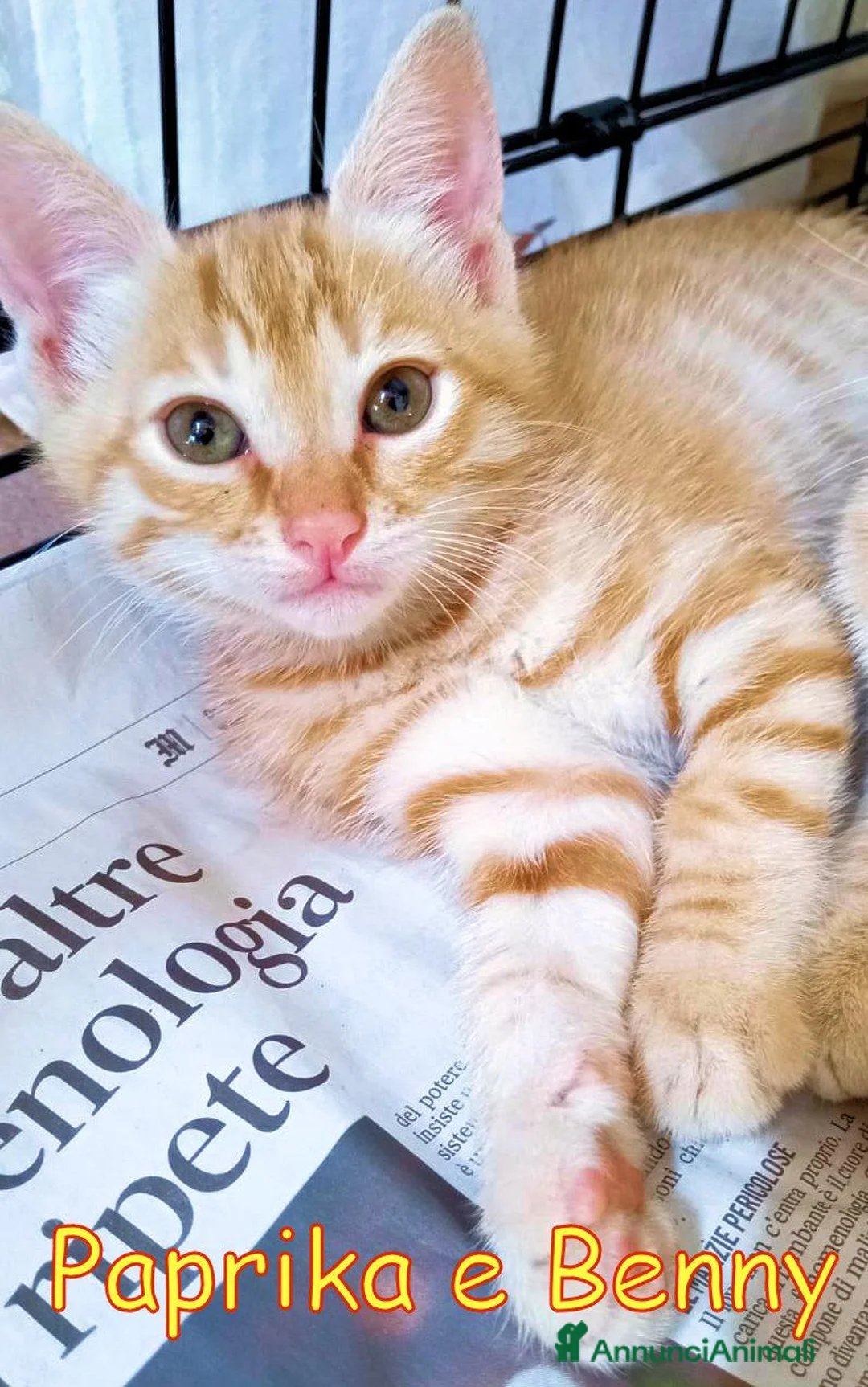 Europeo gatti in regalo: PAPRIKA E BENNY GATTINI DOLCISSIMI  - Annuncio 2