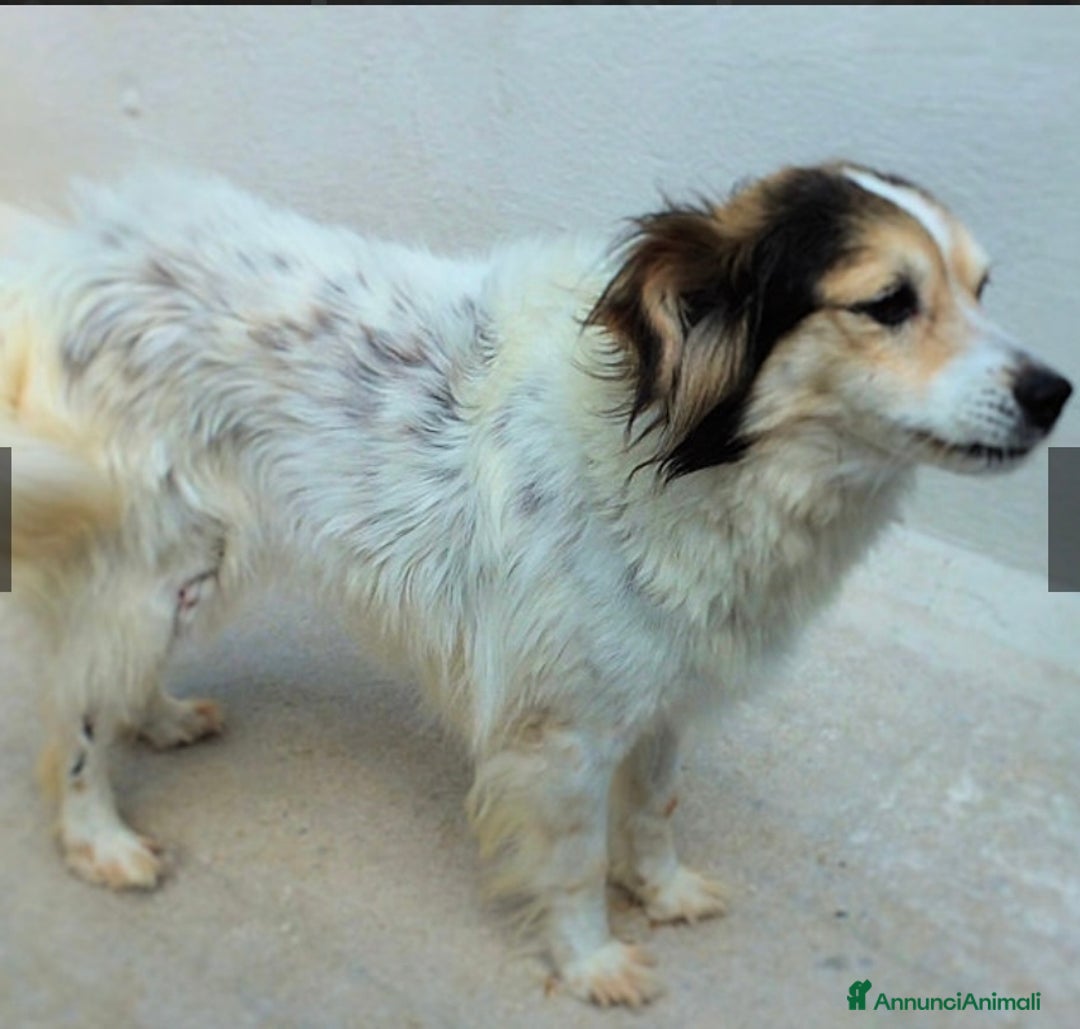 Altre razze cani in regalo: OTTO, un vero amore, taglia piccola  -12 kg  - Annuncio 6