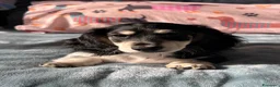 Bassotto Nano cani in vendita: Bassotti a pelo lungo  - Annuncio 7