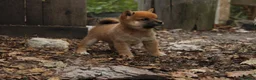 Shiba Inu cani in vendita:   Mame Shiba di piccola taglia – cuccioli rossi  - Annuncio 7