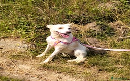 Meticcio cani in regalo: ALICE  a Città Metropolitana di Torino - Immagine 23