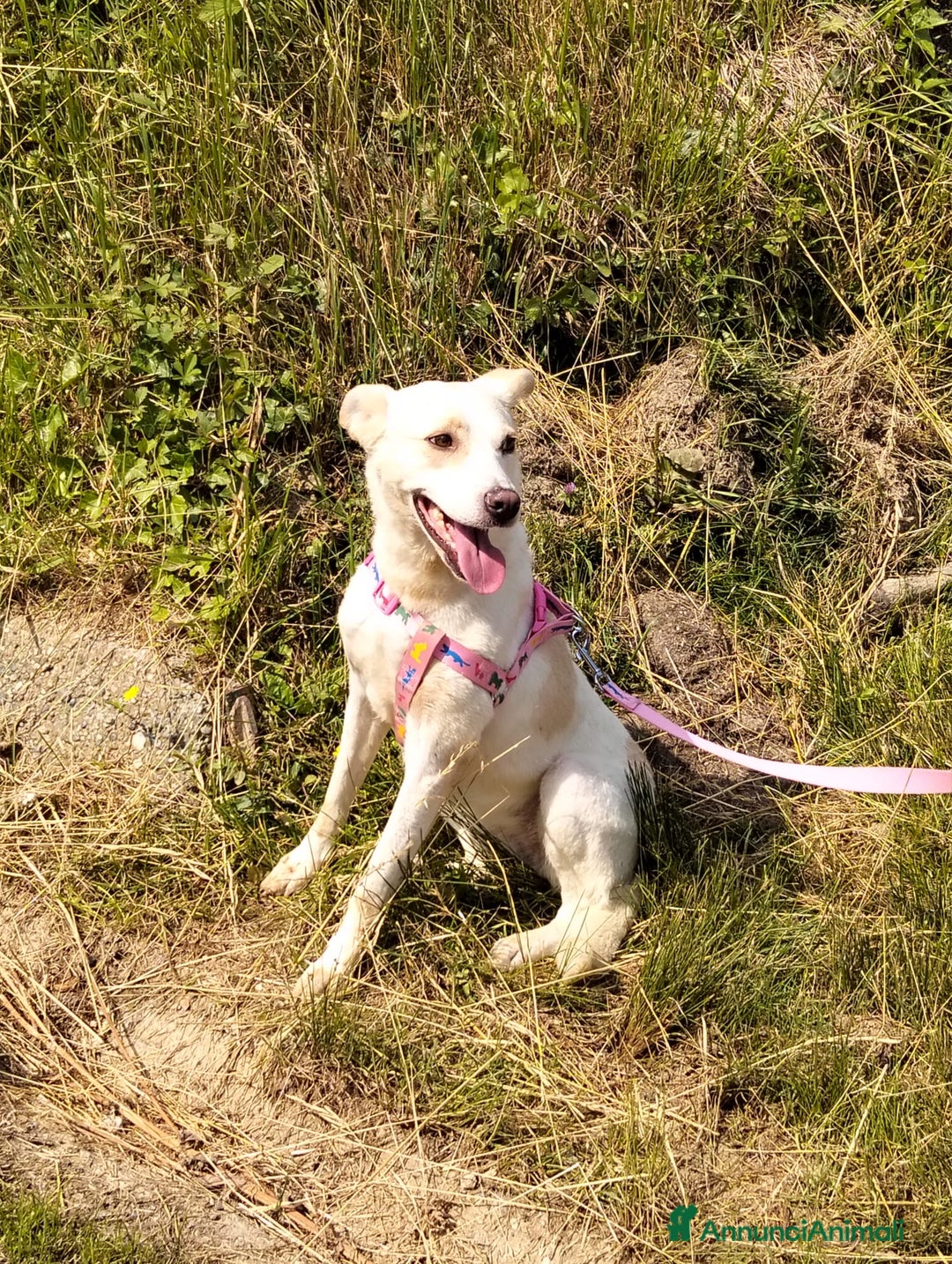 Meticcio cani in regalo: ALICE  a Città Metropolitana di Torino - Immagine 23