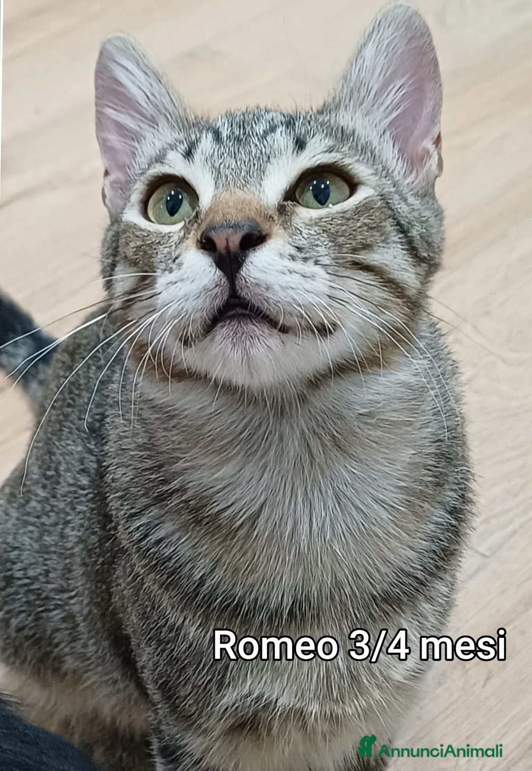 Europeo gatti in regalo: GATTINI ABBANDONATI: URGENTE  a Città Metropolitana di Torino - Annuncio 8