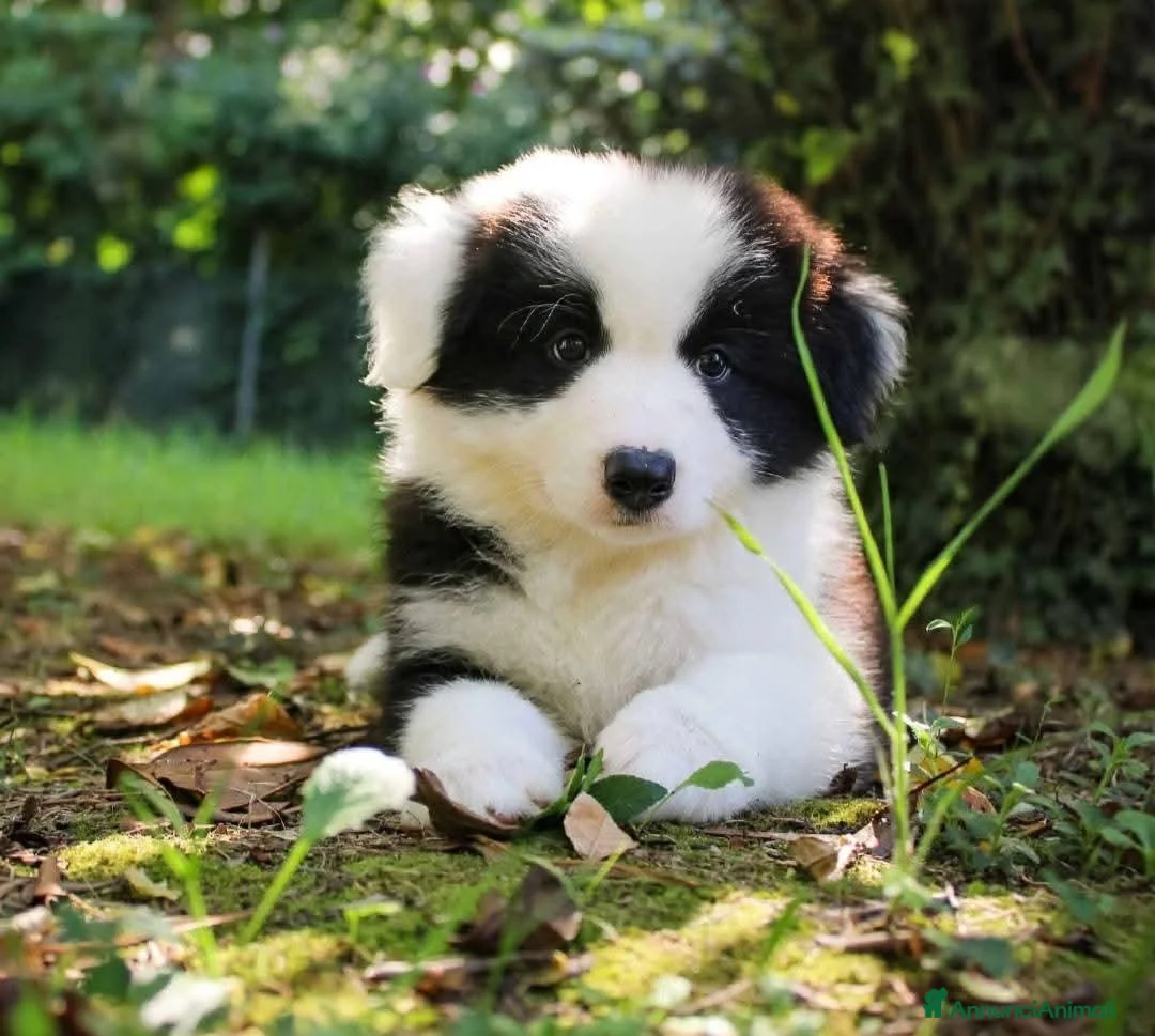 Border Collie cani in vendita: Cuccioli Border Collie  - Annuncio 7