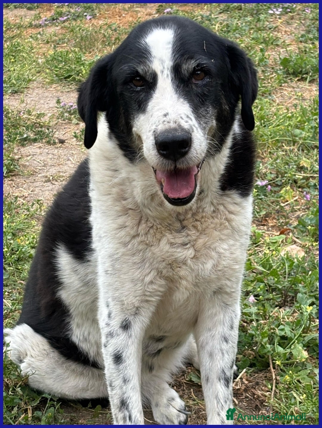 Meticcio cani in regalo: CHIANINA, 12 ANNI IN GABBIA, ORA SOGNA  UNA FAMIGL a Città metropolitana di Milano - Annuncio 3