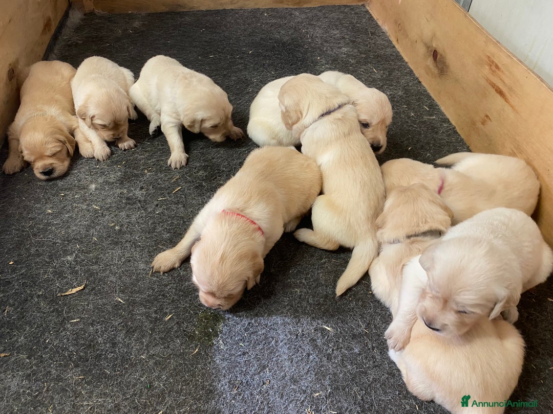Golden Retriever cani in vendita: Cuccioli di golden retriever a Provincia di Pavia - Immagine 14
