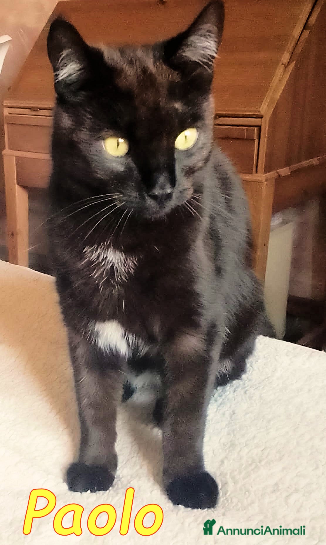Europeo gatti PAOLO GATTINO DI SEI MESI AFFETTUOSISSSIMO - Annuncio 10