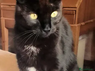 Europeo gatti PAOLO GATTINO DI SEI MESI AFFETTUOSISSSIMO - Annuncio 10