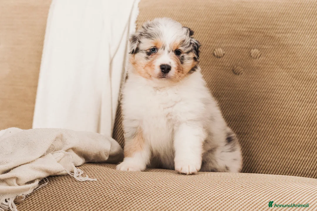 Australian Shepherd cani in vendita: Cucciole pastore australiano  - Annuncio 3