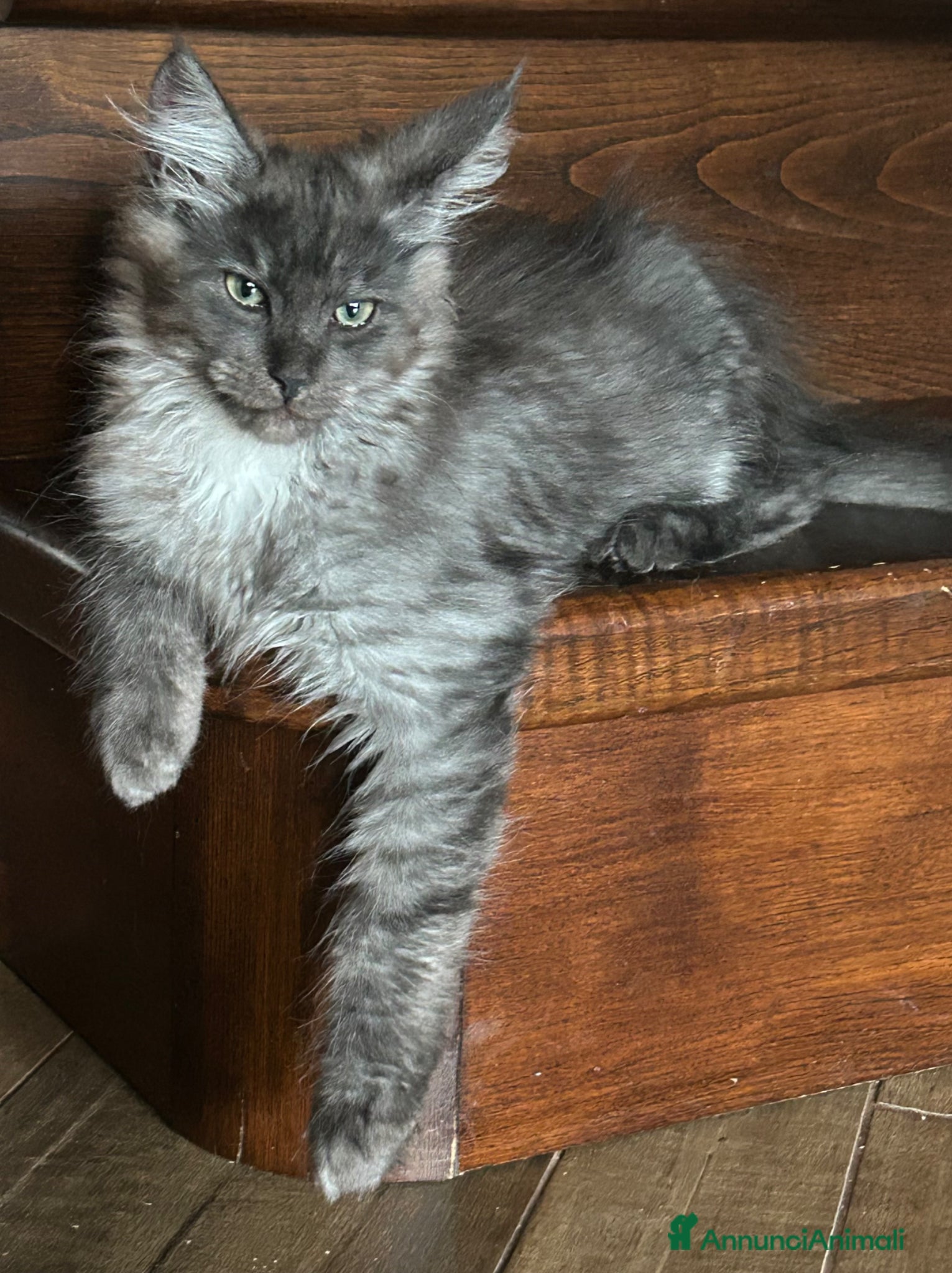 Maine Coon gatti in vendita: Maine Coon black smoke  - Annuncio 2