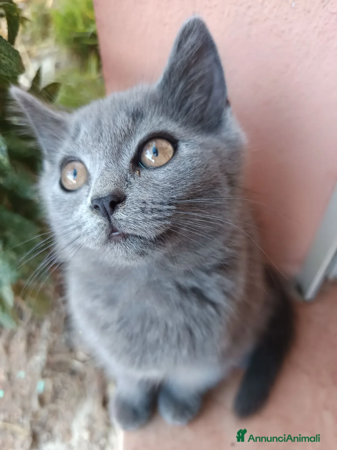 British gatti in vendita: Adorabili gattini British shortair  a Città metropolitana di Roma Capitale - Annuncio 1