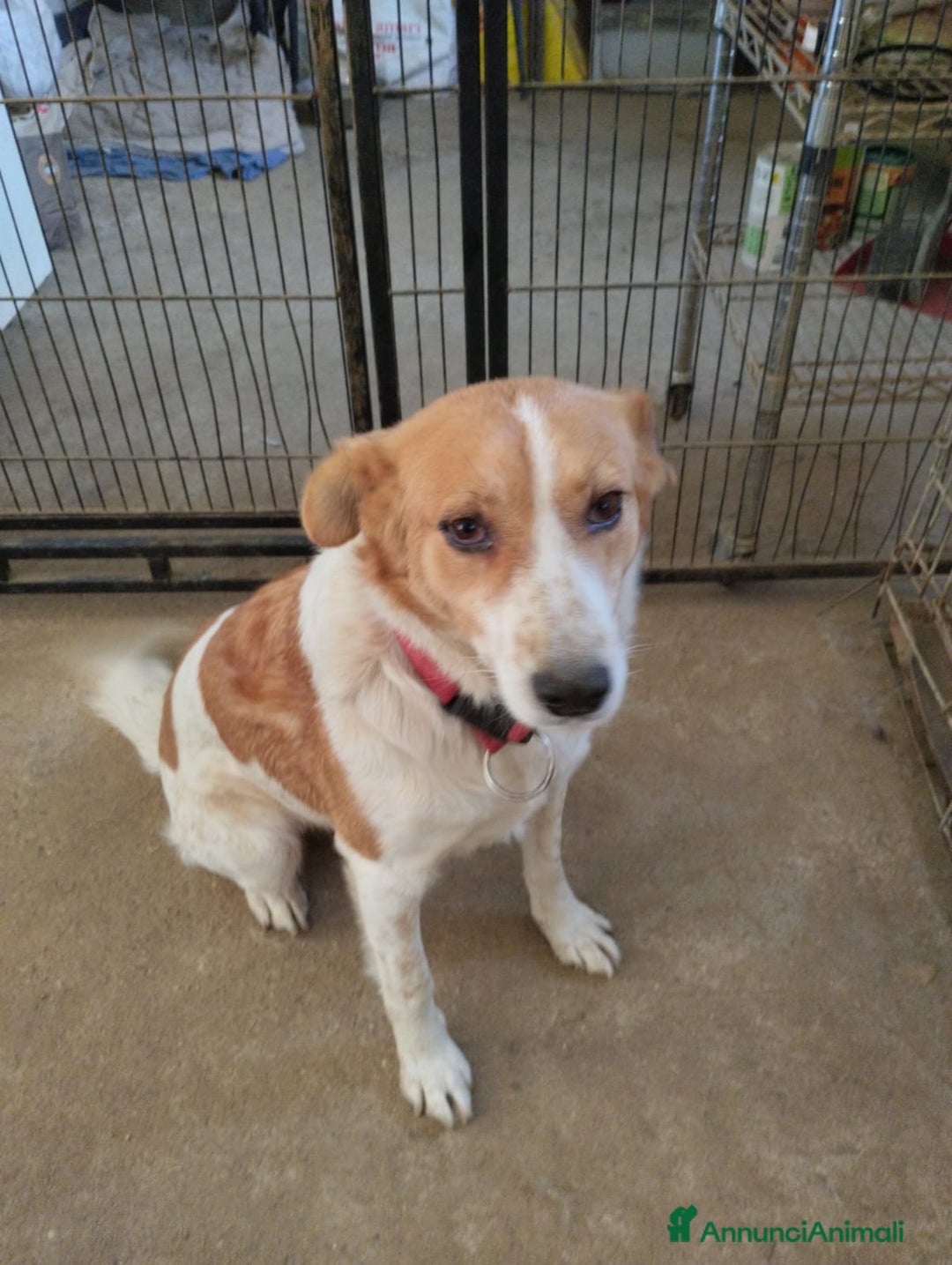 Meticcio cani in regalo: 11anni femmina tg media padrone deceduto! VIGEVANO a Città metropolitana di Milano - Annuncio 1