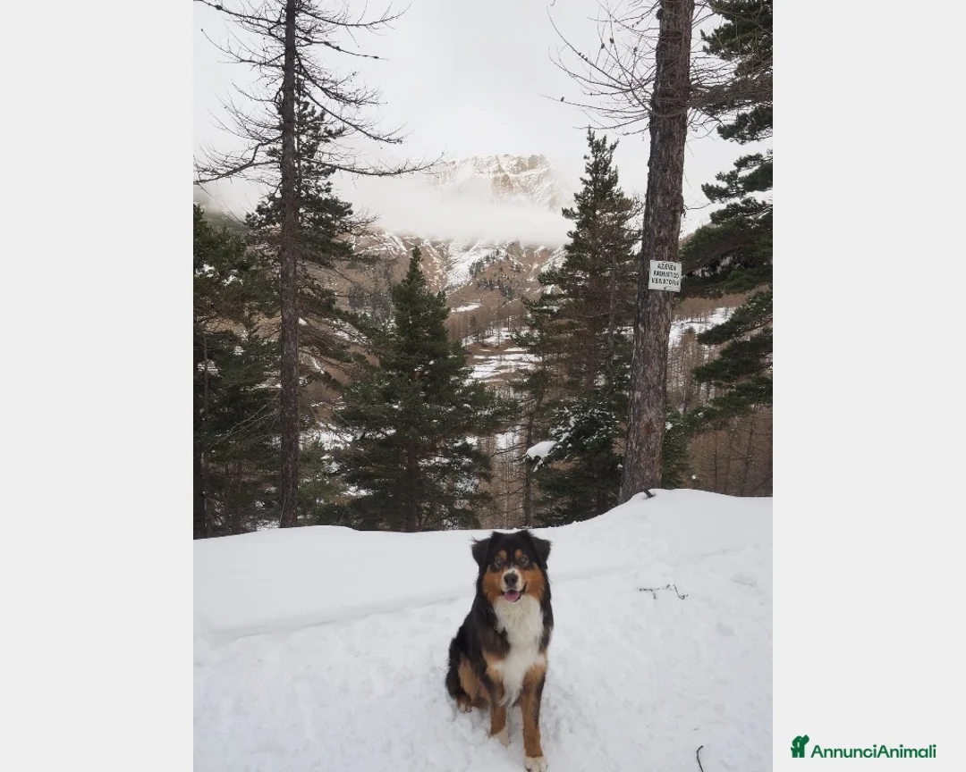 Australian Shepherd cani per accoppiamento: Australian Shepherd tricolore NBT cerca fidanzata  a Provincia di Asti - Annuncio 7