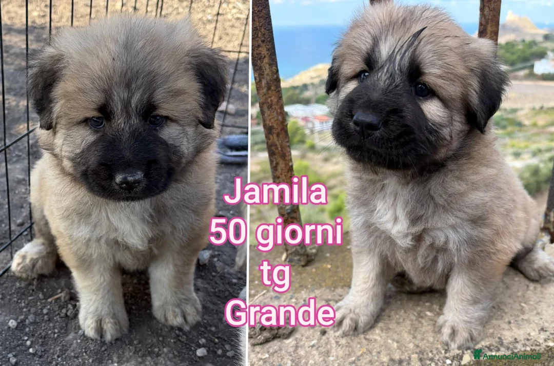 Meticcio cani in regalo: CUCCIOLI SOLI ED ESCLUSI  a Città Metropolitana di Genova - Annuncio 2
