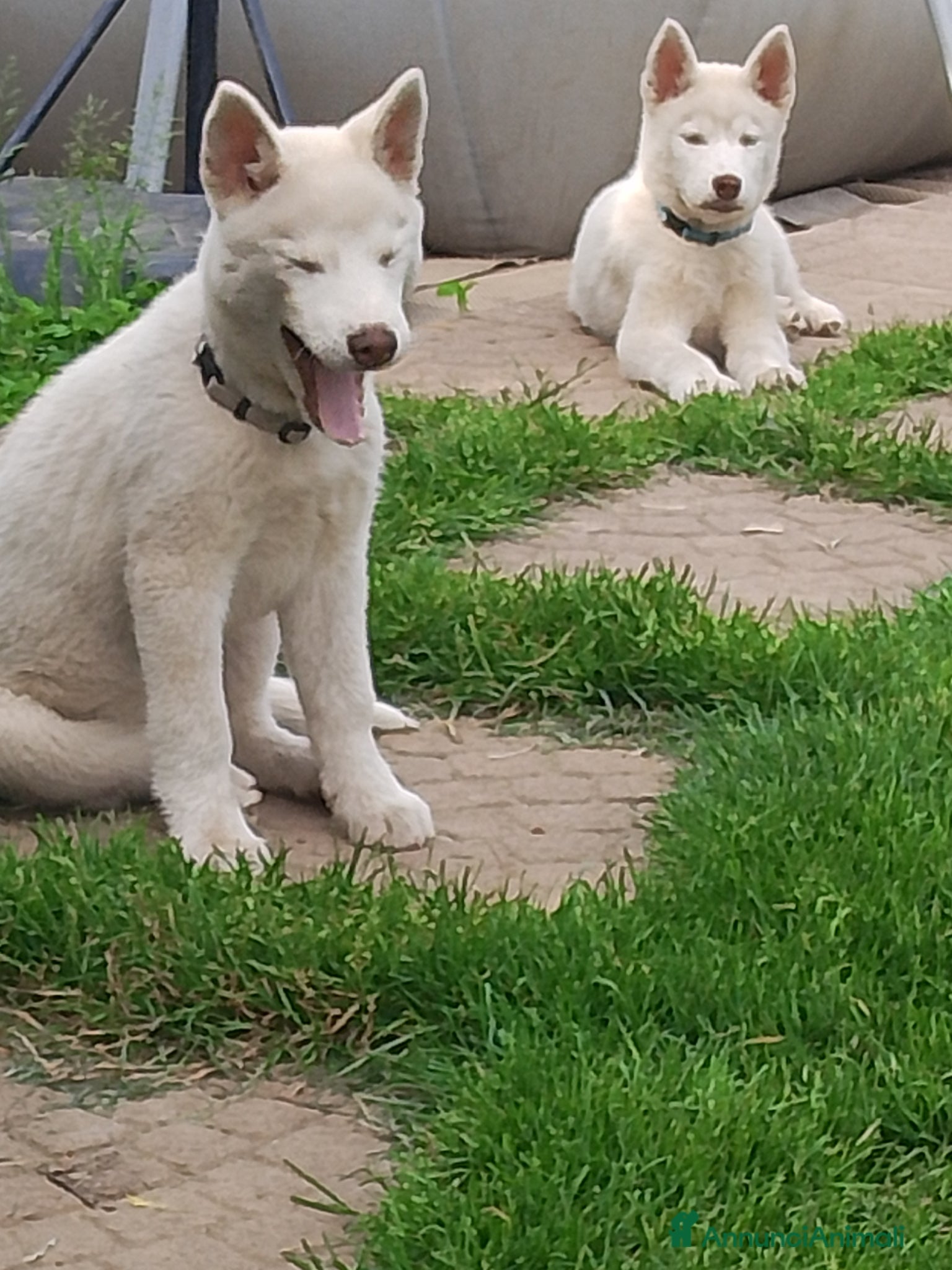 Husky cani Siberian husky  - Annuncio 1