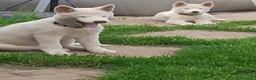Husky cani in vendita: Siberian husky  - Annuncio 1