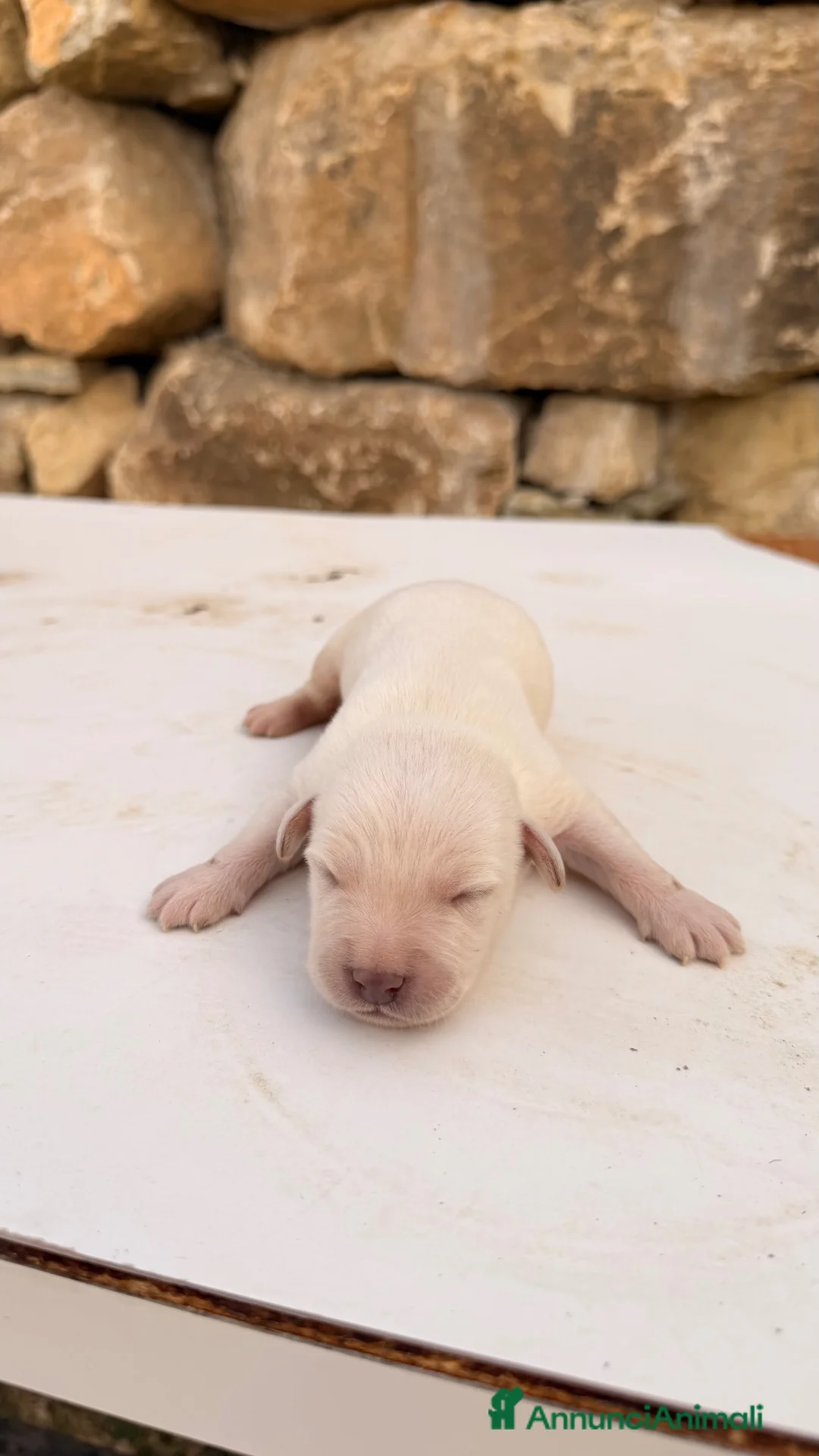 Meticcio cani in vendita: Cuccioli simil Labrador - Disponibili tra 1 mese - Annuncio 21