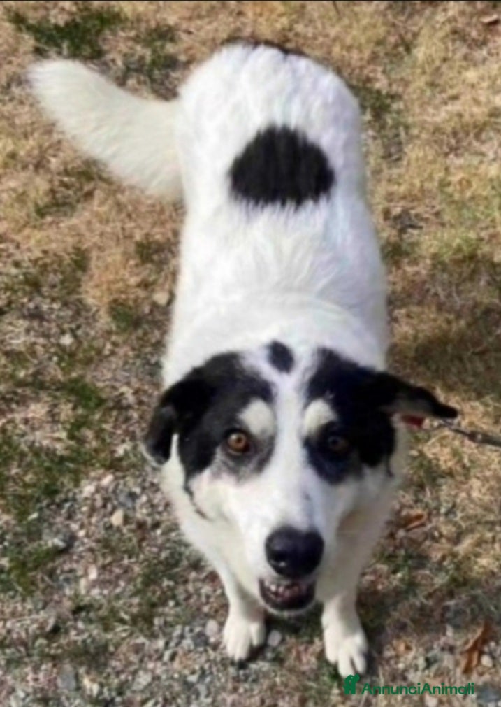 Meticcio cani Bianca 6anni tg grande SOS CASA ALESSANDRIA a Città metropolitana di Milano - Annuncio 36