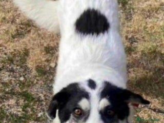 Meticcio cani Bianca 6anni tg grande SOS CASA ALESSANDRIA a Città metropolitana di Milano - Annuncio 36