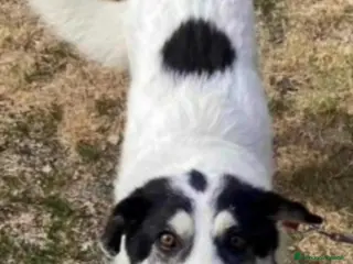 Meticcio cani Bianca 6anni tg grande SOS CASA ALESSANDRIA - Annuncio 28