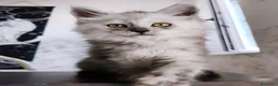 Maine Coon gatti in vendita: Cucciola Maine Coon Black smoke  - Annuncio 1