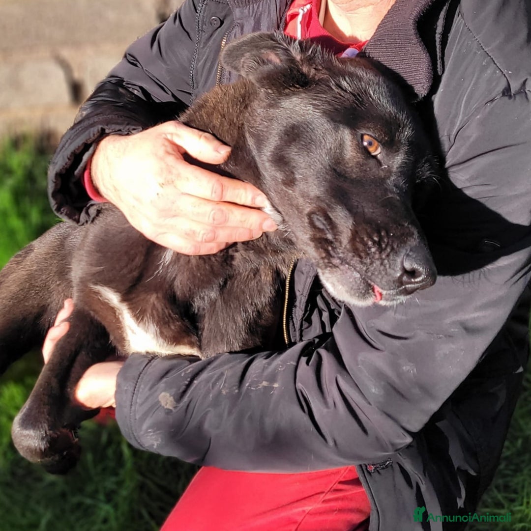 Meticcio cani in regalo: BIBBI' il cagnolino rubacuori💜 - Annuncio 5