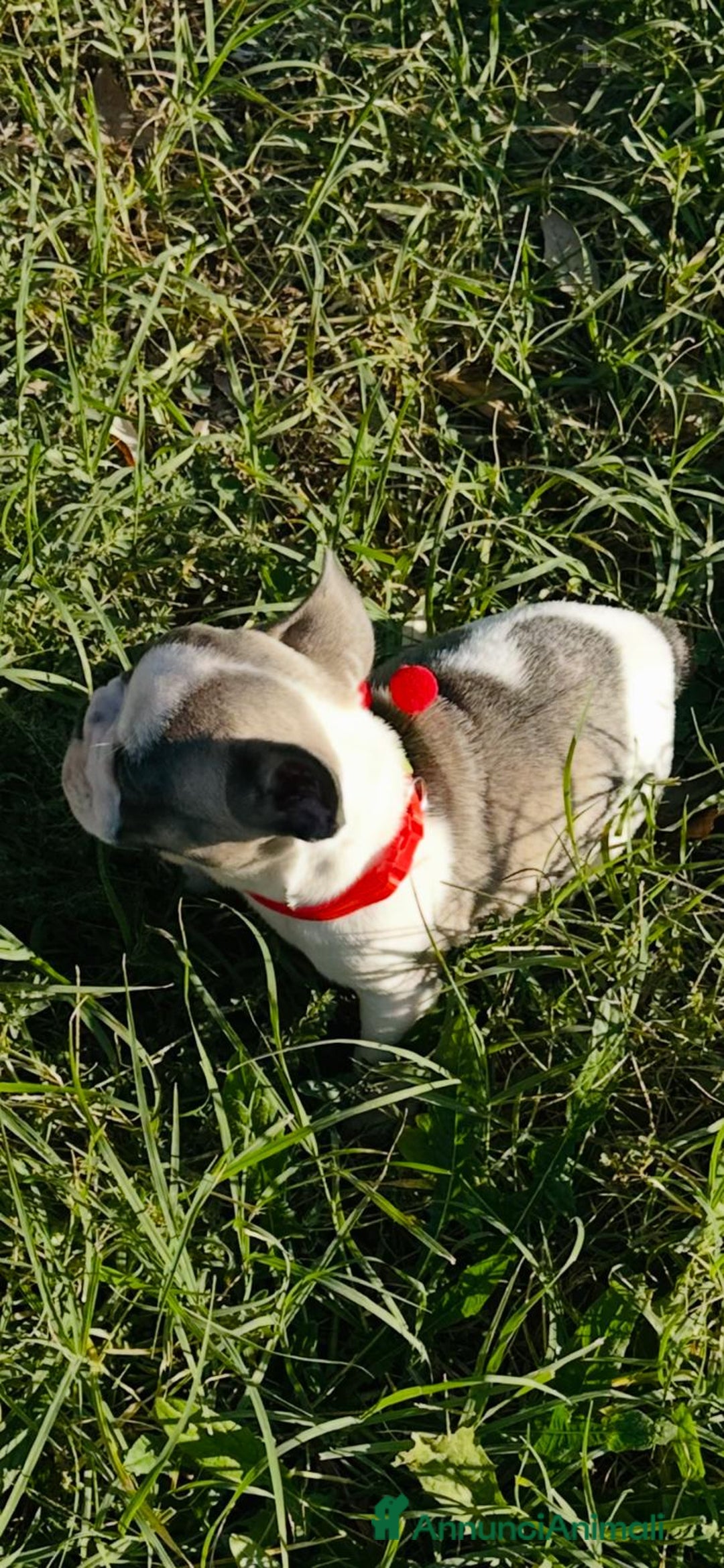 Bulldog Francese cani in vendita: Bulldog francese femmina  - Annuncio 6