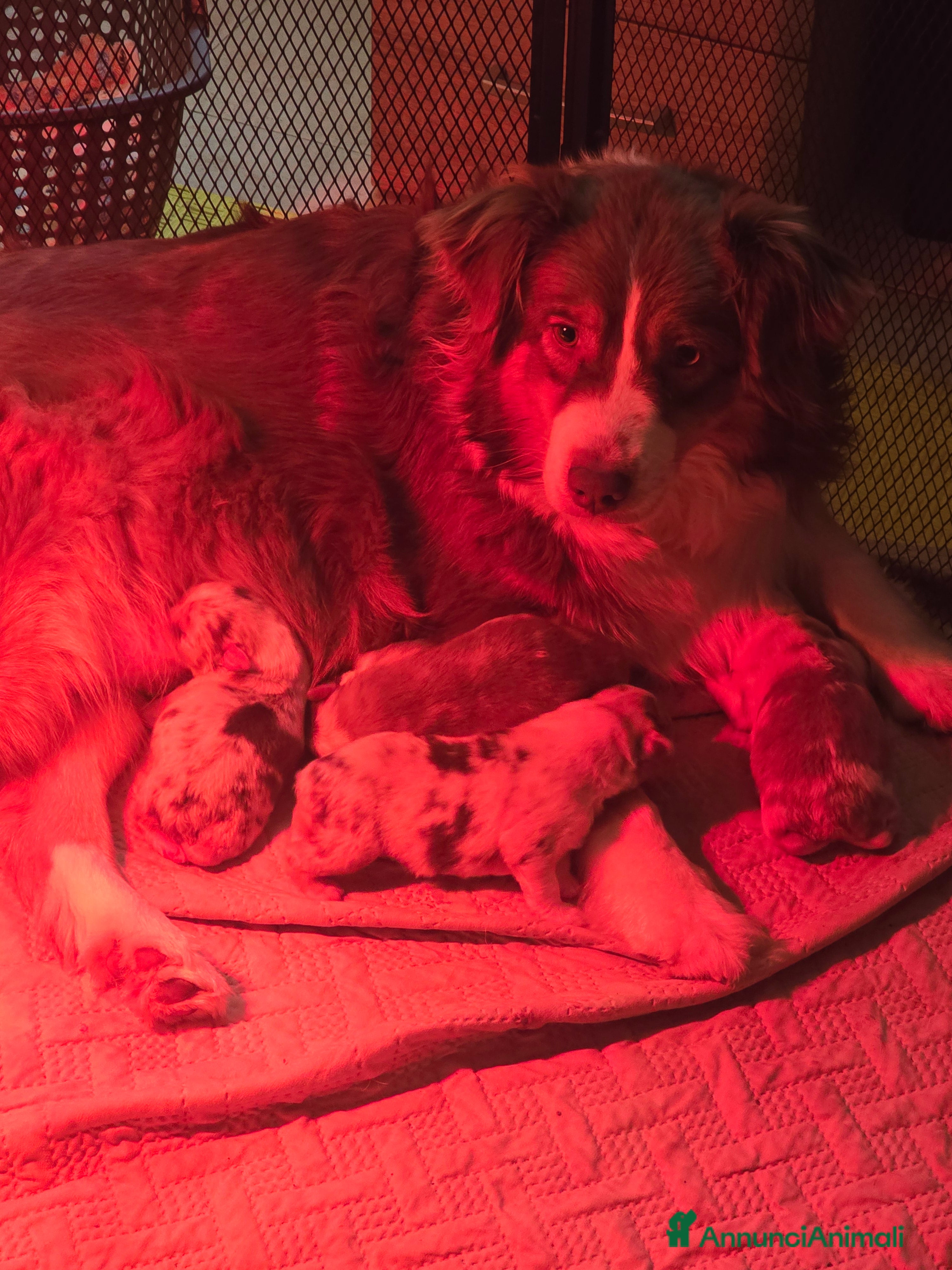 Australian Shepherd cani cuccioli maschi pastore australiano pedigree - Annuncio 1