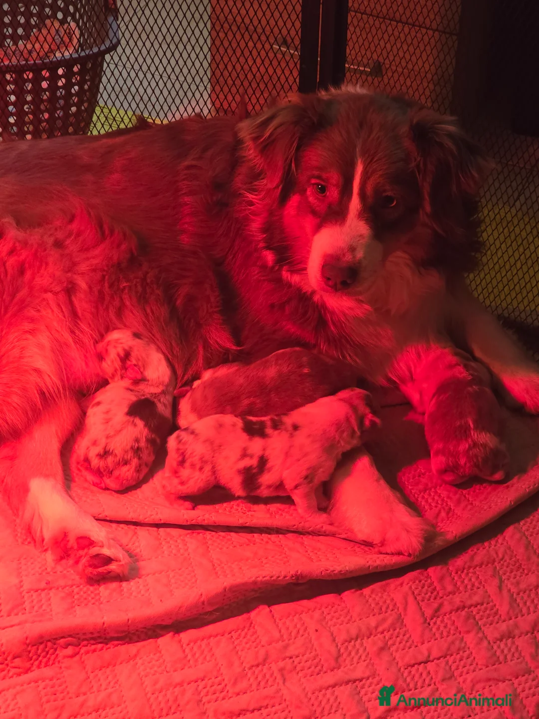 Australian Shepherd cani in vendita: cuccioli maschi pastore australiano pedigree - Annuncio 1