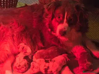 Australian Shepherd cani cuccioli maschi pastore australiano pedigree - Annuncio 1