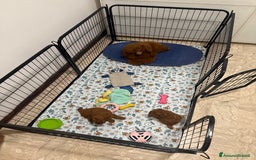 Barboncino Toy cani in vendita: Barboncino Toy Red - Immagine 5