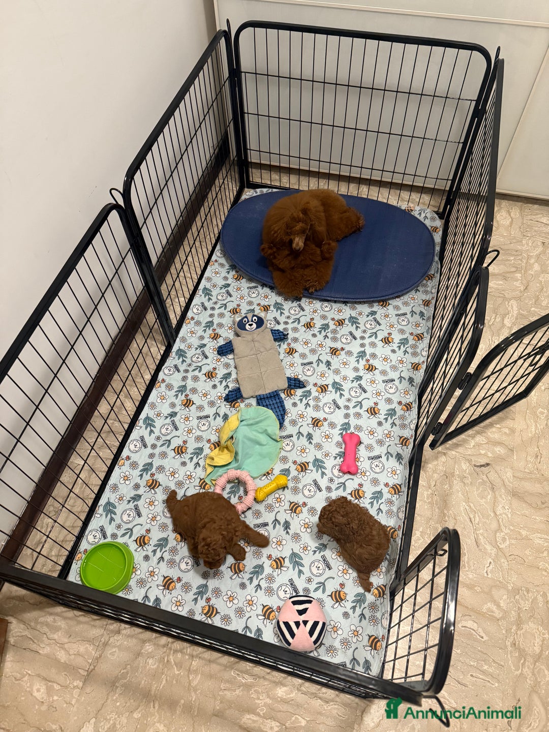 Barboncino Toy cani in vendita: Barboncino Toy Red - Immagine 5