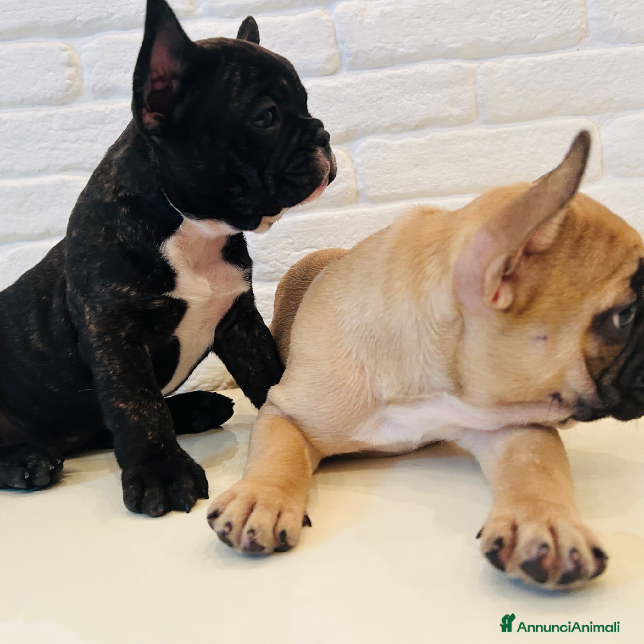 Bulldog Francese cani Bulldog francese  - Annuncio 1